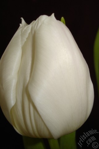 A mobile wallpaper and MMS picture for Apple iPhone 7s, 6s, 5s, 4s, Plus, iPods, iPads, New iPads, Samsung Galaxy S Series and Notes, Sony Ericsson Xperia, LG Mobile Phones, Tablets and Devices: White color Turkish-Ottoman Tulip photo.
