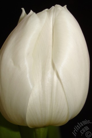 A mobile wallpaper and MMS picture for Apple iPhone 7s, 6s, 5s, 4s, Plus, iPods, iPads, New iPads, Samsung Galaxy S Series and Notes, Sony Ericsson Xperia, LG Mobile Phones, Tablets and Devices: White color Turkish-Ottoman Tulip photo.
