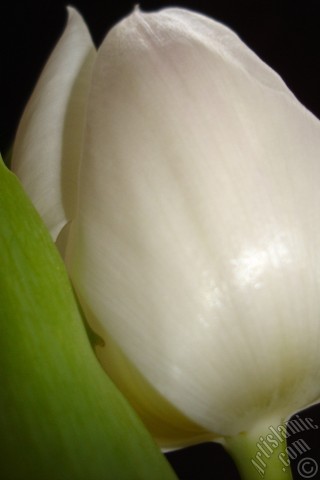 A mobile wallpaper and MMS picture for Apple iPhone 7s, 6s, 5s, 4s, Plus, iPods, iPads, New iPads, Samsung Galaxy S Series and Notes, Sony Ericsson Xperia, LG Mobile Phones, Tablets and Devices: White color Turkish-Ottoman Tulip photo.
