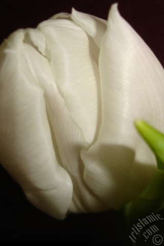 A mobile wallpaper and MMS picture for Apple iPhone 7s, 6s, 5s, 4s, Plus, iPods, iPads, New iPads, Samsung Galaxy S Series and Notes, Sony Ericsson Xperia, LG Mobile Phones, Tablets and Devices: White color Turkish-Ottoman Tulip photo.
