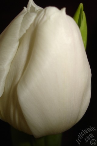 A mobile wallpaper and MMS picture for Apple iPhone 7s, 6s, 5s, 4s, Plus, iPods, iPads, New iPads, Samsung Galaxy S Series and Notes, Sony Ericsson Xperia, LG Mobile Phones, Tablets and Devices: White color Turkish-Ottoman Tulip photo.
