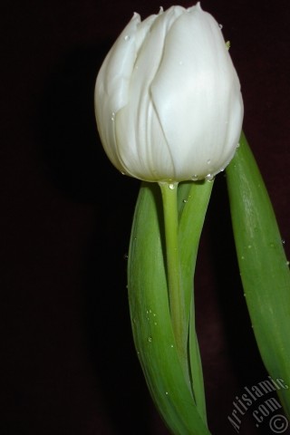 A mobile wallpaper and MMS picture for Apple iPhone 7s, 6s, 5s, 4s, Plus, iPods, iPads, New iPads, Samsung Galaxy S Series and Notes, Sony Ericsson Xperia, LG Mobile Phones, Tablets and Devices: White color Turkish-Ottoman Tulip photo.
