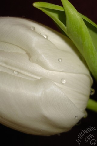 A mobile wallpaper and MMS picture for Apple iPhone 7s, 6s, 5s, 4s, Plus, iPods, iPads, New iPads, Samsung Galaxy S Series and Notes, Sony Ericsson Xperia, LG Mobile Phones, Tablets and Devices: White color Turkish-Ottoman Tulip photo.
