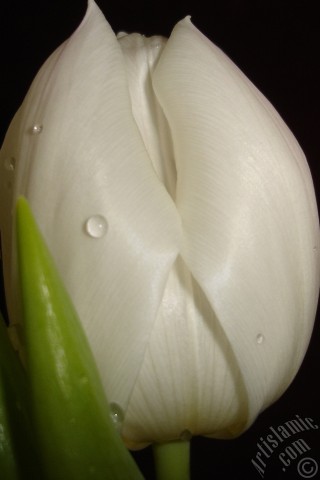 A mobile wallpaper and MMS picture for Apple iPhone 7s, 6s, 5s, 4s, Plus, iPods, iPads, New iPads, Samsung Galaxy S Series and Notes, Sony Ericsson Xperia, LG Mobile Phones, Tablets and Devices: White color Turkish-Ottoman Tulip photo.
