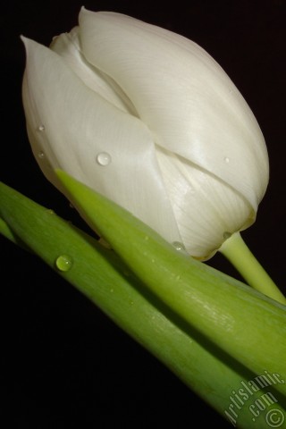 A mobile wallpaper and MMS picture for Apple iPhone 7s, 6s, 5s, 4s, Plus, iPods, iPads, New iPads, Samsung Galaxy S Series and Notes, Sony Ericsson Xperia, LG Mobile Phones, Tablets and Devices: White color Turkish-Ottoman Tulip photo.
