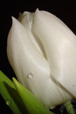 A mobile wallpaper and MMS picture for Apple iPhone 7s, 6s, 5s, 4s, Plus, iPods, iPads, New iPads, Samsung Galaxy S Series and Notes, Sony Ericsson Xperia, LG Mobile Phones, Tablets and Devices: White color Turkish-Ottoman Tulip photo.
