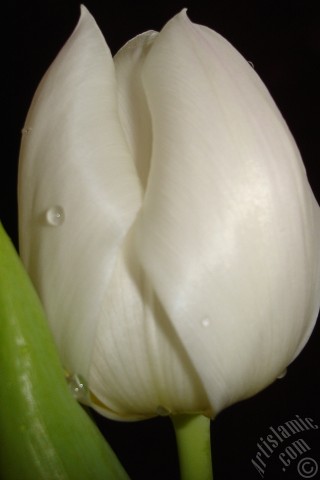 A mobile wallpaper and MMS picture for Apple iPhone 7s, 6s, 5s, 4s, Plus, iPods, iPads, New iPads, Samsung Galaxy S Series and Notes, Sony Ericsson Xperia, LG Mobile Phones, Tablets and Devices: White color Turkish-Ottoman Tulip photo.
