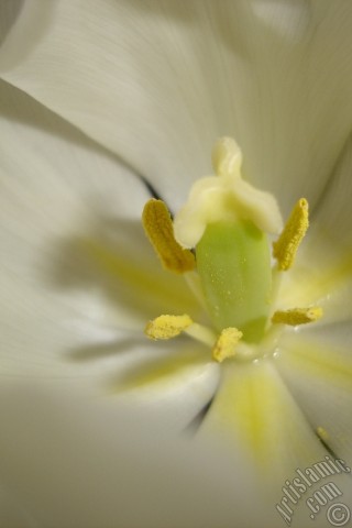 A mobile wallpaper and MMS picture for Apple iPhone 7s, 6s, 5s, 4s, Plus, iPods, iPads, New iPads, Samsung Galaxy S Series and Notes, Sony Ericsson Xperia, LG Mobile Phones, Tablets and Devices: White color Turkish-Ottoman Tulip photo.
