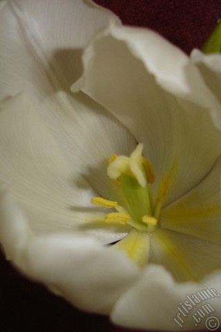 A mobile wallpaper and MMS picture for Apple iPhone 7s, 6s, 5s, 4s, Plus, iPods, iPads, New iPads, Samsung Galaxy S Series and Notes, Sony Ericsson Xperia, LG Mobile Phones, Tablets and Devices: White color Turkish-Ottoman Tulip photo.
