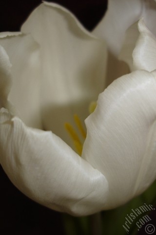 A mobile wallpaper and MMS picture for Apple iPhone 7s, 6s, 5s, 4s, Plus, iPods, iPads, New iPads, Samsung Galaxy S Series and Notes, Sony Ericsson Xperia, LG Mobile Phones, Tablets and Devices: White color Turkish-Ottoman Tulip photo.
