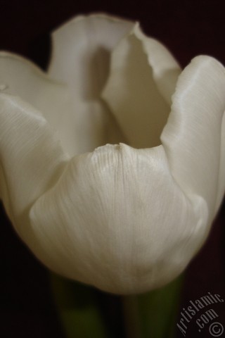 A mobile wallpaper and MMS picture for Apple iPhone 7s, 6s, 5s, 4s, Plus, iPods, iPads, New iPads, Samsung Galaxy S Series and Notes, Sony Ericsson Xperia, LG Mobile Phones, Tablets and Devices: White color Turkish-Ottoman Tulip photo.
