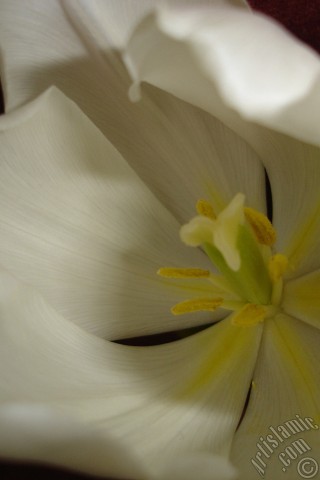 A mobile wallpaper and MMS picture for Apple iPhone 7s, 6s, 5s, 4s, Plus, iPods, iPads, New iPads, Samsung Galaxy S Series and Notes, Sony Ericsson Xperia, LG Mobile Phones, Tablets and Devices: White color Turkish-Ottoman Tulip photo.
