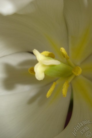 A mobile wallpaper and MMS picture for Apple iPhone 7s, 6s, 5s, 4s, Plus, iPods, iPads, New iPads, Samsung Galaxy S Series and Notes, Sony Ericsson Xperia, LG Mobile Phones, Tablets and Devices: White color Turkish-Ottoman Tulip photo.
