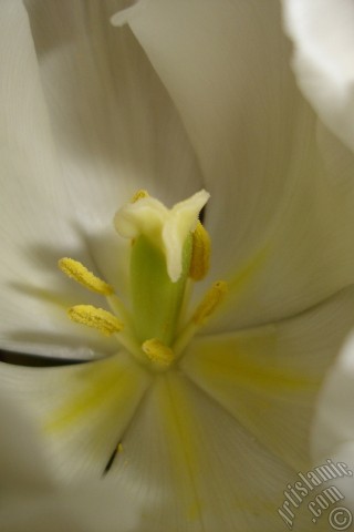 A mobile wallpaper and MMS picture for Apple iPhone 7s, 6s, 5s, 4s, Plus, iPods, iPads, New iPads, Samsung Galaxy S Series and Notes, Sony Ericsson Xperia, LG Mobile Phones, Tablets and Devices: White color Turkish-Ottoman Tulip photo.
