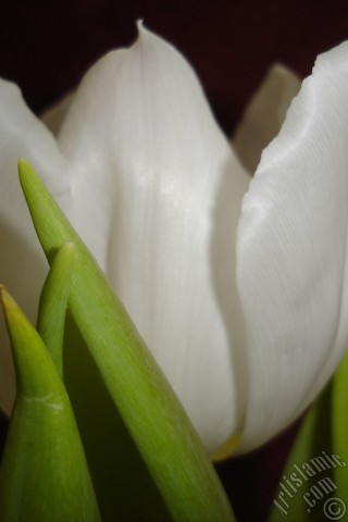 A mobile wallpaper and MMS picture for Apple iPhone 7s, 6s, 5s, 4s, Plus, iPods, iPads, New iPads, Samsung Galaxy S Series and Notes, Sony Ericsson Xperia, LG Mobile Phones, Tablets and Devices: White color Turkish-Ottoman Tulip photo.
