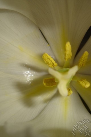 A mobile wallpaper and MMS picture for Apple iPhone 7s, 6s, 5s, 4s, Plus, iPods, iPads, New iPads, Samsung Galaxy S Series and Notes, Sony Ericsson Xperia, LG Mobile Phones, Tablets and Devices: White color Turkish-Ottoman Tulip photo.
