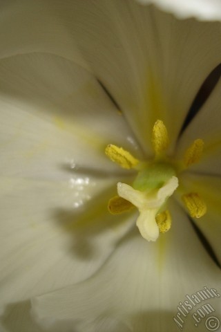 A mobile wallpaper and MMS picture for Apple iPhone 7s, 6s, 5s, 4s, Plus, iPods, iPads, New iPads, Samsung Galaxy S Series and Notes, Sony Ericsson Xperia, LG Mobile Phones, Tablets and Devices: White color Turkish-Ottoman Tulip photo.
