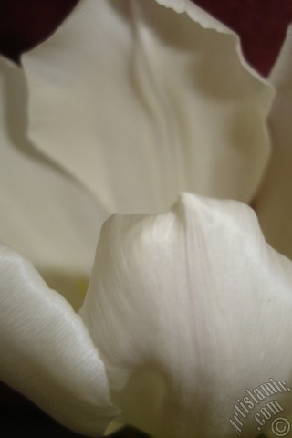 A mobile wallpaper and MMS picture for Apple iPhone 7s, 6s, 5s, 4s, Plus, iPods, iPads, New iPads, Samsung Galaxy S Series and Notes, Sony Ericsson Xperia, LG Mobile Phones, Tablets and Devices: White color Turkish-Ottoman Tulip photo.
