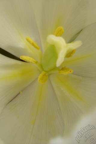 A mobile wallpaper and MMS picture for Apple iPhone 7s, 6s, 5s, 4s, Plus, iPods, iPads, New iPads, Samsung Galaxy S Series and Notes, Sony Ericsson Xperia, LG Mobile Phones, Tablets and Devices: White color Turkish-Ottoman Tulip photo.
