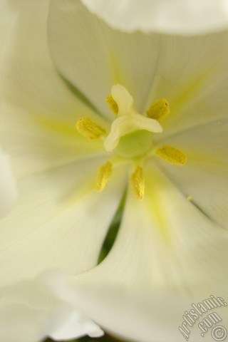 A mobile wallpaper and MMS picture for Apple iPhone 7s, 6s, 5s, 4s, Plus, iPods, iPads, New iPads, Samsung Galaxy S Series and Notes, Sony Ericsson Xperia, LG Mobile Phones, Tablets and Devices: White color Turkish-Ottoman Tulip photo.
