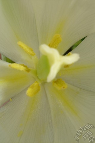 A mobile wallpaper and MMS picture for Apple iPhone 7s, 6s, 5s, 4s, Plus, iPods, iPads, New iPads, Samsung Galaxy S Series and Notes, Sony Ericsson Xperia, LG Mobile Phones, Tablets and Devices: White color Turkish-Ottoman Tulip photo.
