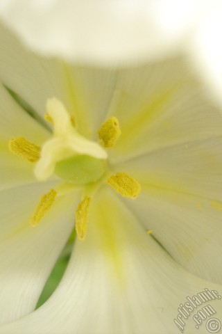 A mobile wallpaper and MMS picture for Apple iPhone 7s, 6s, 5s, 4s, Plus, iPods, iPads, New iPads, Samsung Galaxy S Series and Notes, Sony Ericsson Xperia, LG Mobile Phones, Tablets and Devices: White color Turkish-Ottoman Tulip photo.
