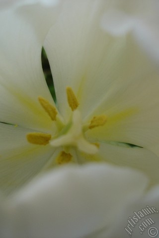 A mobile wallpaper and MMS picture for Apple iPhone 7s, 6s, 5s, 4s, Plus, iPods, iPads, New iPads, Samsung Galaxy S Series and Notes, Sony Ericsson Xperia, LG Mobile Phones, Tablets and Devices: White color Turkish-Ottoman Tulip photo.
