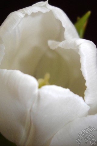 A mobile wallpaper and MMS picture for Apple iPhone 7s, 6s, 5s, 4s, Plus, iPods, iPads, New iPads, Samsung Galaxy S Series and Notes, Sony Ericsson Xperia, LG Mobile Phones, Tablets and Devices: White color Turkish-Ottoman Tulip photo.
