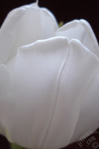 A mobile wallpaper and MMS picture for Apple iPhone 7s, 6s, 5s, 4s, Plus, iPods, iPads, New iPads, Samsung Galaxy S Series and Notes, Sony Ericsson Xperia, LG Mobile Phones, Tablets and Devices: White color Turkish-Ottoman Tulip photo.
