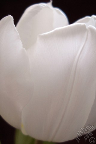 A mobile wallpaper and MMS picture for Apple iPhone 7s, 6s, 5s, 4s, Plus, iPods, iPads, New iPads, Samsung Galaxy S Series and Notes, Sony Ericsson Xperia, LG Mobile Phones, Tablets and Devices: White color Turkish-Ottoman Tulip photo.
