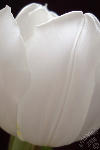 A mobile wallpaper and MMS picture for Apple iPhone 7s, 6s, 5s, 4s, Plus, iPods, iPads, New iPads, Samsung Galaxy S Series and Notes, Sony Ericsson Xperia, LG Mobile Phones, Tablets and Devices: White color Turkish-Ottoman Tulip photo.
