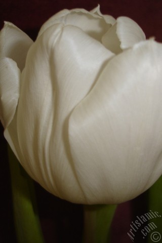 A mobile wallpaper and MMS picture for Apple iPhone 7s, 6s, 5s, 4s, Plus, iPods, iPads, New iPads, Samsung Galaxy S Series and Notes, Sony Ericsson Xperia, LG Mobile Phones, Tablets and Devices: White color Turkish-Ottoman Tulip photo.
