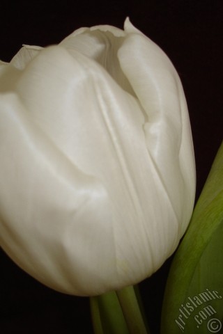 A mobile wallpaper and MMS picture for Apple iPhone 7s, 6s, 5s, 4s, Plus, iPods, iPads, New iPads, Samsung Galaxy S Series and Notes, Sony Ericsson Xperia, LG Mobile Phones, Tablets and Devices: White color Turkish-Ottoman Tulip photo.
