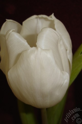 A mobile wallpaper and MMS picture for Apple iPhone 7s, 6s, 5s, 4s, Plus, iPods, iPads, New iPads, Samsung Galaxy S Series and Notes, Sony Ericsson Xperia, LG Mobile Phones, Tablets and Devices: White color Turkish-Ottoman Tulip photo.
