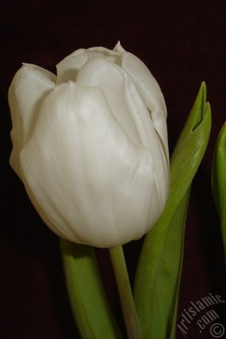 A mobile wallpaper and MMS picture for Apple iPhone 7s, 6s, 5s, 4s, Plus, iPods, iPads, New iPads, Samsung Galaxy S Series and Notes, Sony Ericsson Xperia, LG Mobile Phones, Tablets and Devices: White color Turkish-Ottoman Tulip photo.
