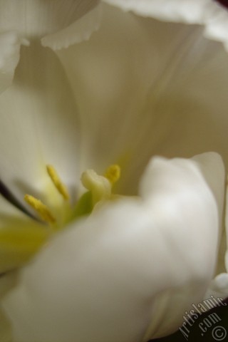 A mobile wallpaper and MMS picture for Apple iPhone 7s, 6s, 5s, 4s, Plus, iPods, iPads, New iPads, Samsung Galaxy S Series and Notes, Sony Ericsson Xperia, LG Mobile Phones, Tablets and Devices: White color Turkish-Ottoman Tulip photo.
