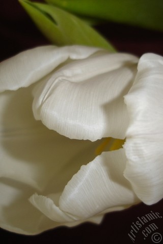 A mobile wallpaper and MMS picture for Apple iPhone 7s, 6s, 5s, 4s, Plus, iPods, iPads, New iPads, Samsung Galaxy S Series and Notes, Sony Ericsson Xperia, LG Mobile Phones, Tablets and Devices: White color Turkish-Ottoman Tulip photo.
