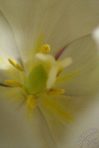 A mobile wallpaper and MMS picture for Apple iPhone 7s, 6s, 5s, 4s, Plus, iPods, iPads, New iPads, Samsung Galaxy S Series and Notes, Sony Ericsson Xperia, LG Mobile Phones, Tablets and Devices: White color Turkish-Ottoman Tulip photo.
