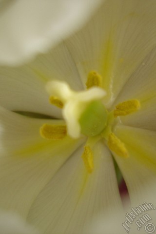 A mobile wallpaper and MMS picture for Apple iPhone 7s, 6s, 5s, 4s, Plus, iPods, iPads, New iPads, Samsung Galaxy S Series and Notes, Sony Ericsson Xperia, LG Mobile Phones, Tablets and Devices: White color Turkish-Ottoman Tulip photo.
