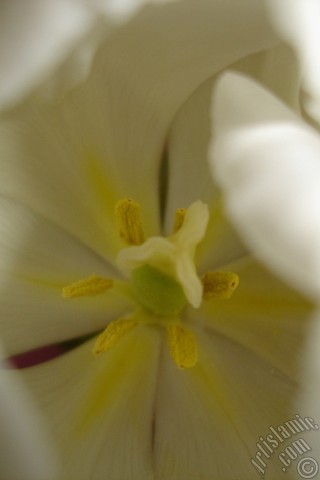 A mobile wallpaper and MMS picture for Apple iPhone 7s, 6s, 5s, 4s, Plus, iPods, iPads, New iPads, Samsung Galaxy S Series and Notes, Sony Ericsson Xperia, LG Mobile Phones, Tablets and Devices: White color Turkish-Ottoman Tulip photo.
