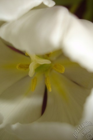 A mobile wallpaper and MMS picture for Apple iPhone 7s, 6s, 5s, 4s, Plus, iPods, iPads, New iPads, Samsung Galaxy S Series and Notes, Sony Ericsson Xperia, LG Mobile Phones, Tablets and Devices: White color Turkish-Ottoman Tulip photo.
