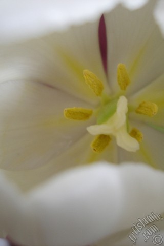 A mobile wallpaper and MMS picture for Apple iPhone 7s, 6s, 5s, 4s, Plus, iPods, iPads, New iPads, Samsung Galaxy S Series and Notes, Sony Ericsson Xperia, LG Mobile Phones, Tablets and Devices: White color Turkish-Ottoman Tulip photo.
