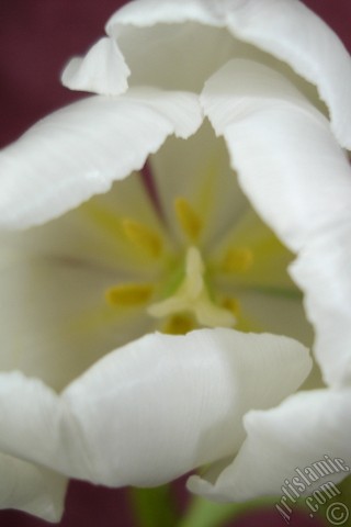 A mobile wallpaper and MMS picture for Apple iPhone 7s, 6s, 5s, 4s, Plus, iPods, iPads, New iPads, Samsung Galaxy S Series and Notes, Sony Ericsson Xperia, LG Mobile Phones, Tablets and Devices: White color Turkish-Ottoman Tulip photo.
