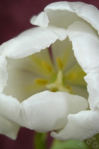 A mobile wallpaper and MMS picture for Apple iPhone 7s, 6s, 5s, 4s, Plus, iPods, iPads, New iPads, Samsung Galaxy S Series and Notes, Sony Ericsson Xperia, LG Mobile Phones, Tablets and Devices: White color Turkish-Ottoman Tulip photo.
