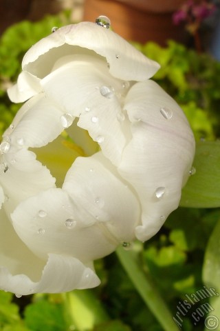 A mobile wallpaper and MMS picture for Apple iPhone 7s, 6s, 5s, 4s, Plus, iPods, iPads, New iPads, Samsung Galaxy S Series and Notes, Sony Ericsson Xperia, LG Mobile Phones, Tablets and Devices: White color Turkish-Ottoman Tulip photo.
