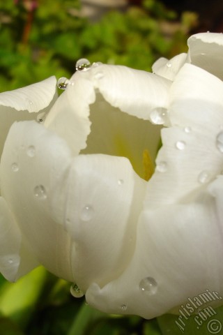 A mobile wallpaper and MMS picture for Apple iPhone 7s, 6s, 5s, 4s, Plus, iPods, iPads, New iPads, Samsung Galaxy S Series and Notes, Sony Ericsson Xperia, LG Mobile Phones, Tablets and Devices: White color Turkish-Ottoman Tulip photo.
