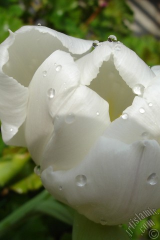 A mobile wallpaper and MMS picture for Apple iPhone 7s, 6s, 5s, 4s, Plus, iPods, iPads, New iPads, Samsung Galaxy S Series and Notes, Sony Ericsson Xperia, LG Mobile Phones, Tablets and Devices: White color Turkish-Ottoman Tulip photo.
