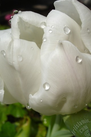 A mobile wallpaper and MMS picture for Apple iPhone 7s, 6s, 5s, 4s, Plus, iPods, iPads, New iPads, Samsung Galaxy S Series and Notes, Sony Ericsson Xperia, LG Mobile Phones, Tablets and Devices: White color Turkish-Ottoman Tulip photo.
