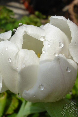 A mobile wallpaper and MMS picture for Apple iPhone 7s, 6s, 5s, 4s, Plus, iPods, iPads, New iPads, Samsung Galaxy S Series and Notes, Sony Ericsson Xperia, LG Mobile Phones, Tablets and Devices: White color Turkish-Ottoman Tulip photo.
