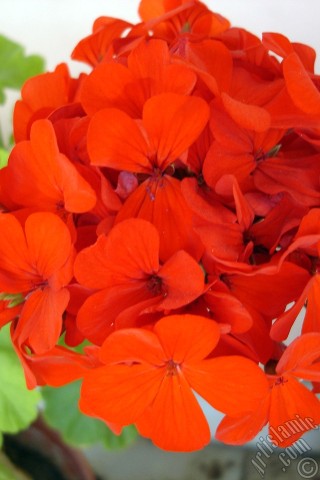 A mobile wallpaper and MMS picture for Apple iPhone 7s, 6s, 5s, 4s, Plus, iPods, iPads, New iPads, Samsung Galaxy S Series and Notes, Sony Ericsson Xperia, LG Mobile Phones, Tablets and Devices: Red Colored Pelargonia -Geranium- flower.
